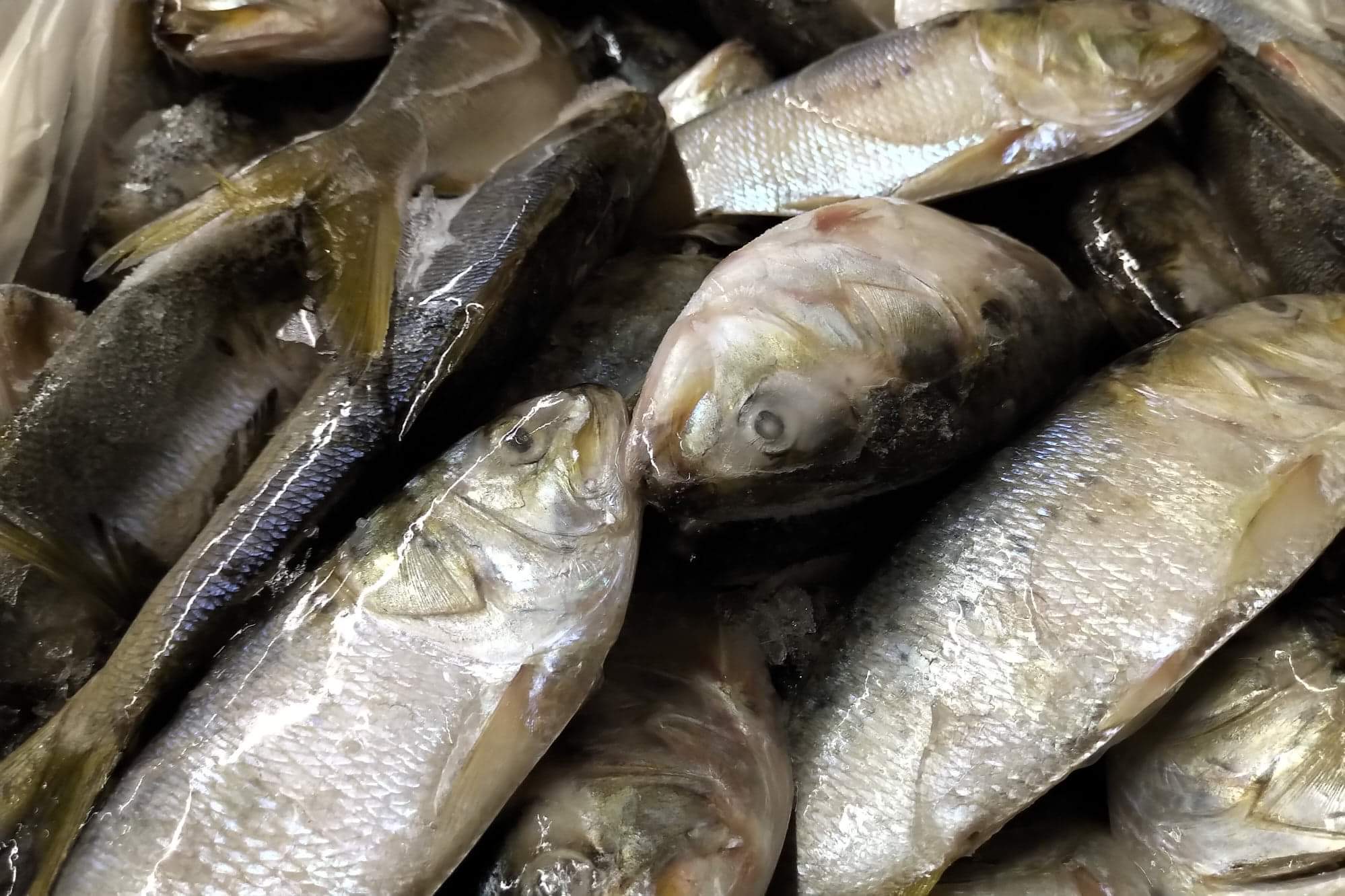 Menhaden (Pogy) Frozen & Live Bait For Sale Can Am Bait